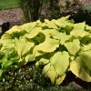 Hosta Dancing Queen #1 - Image 2